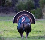 Thanksgiving FTB: Gobble Gobble