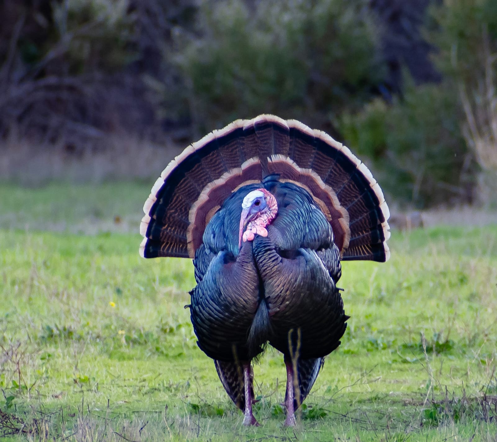 Thanksgiving FTB: Gobble Gobble